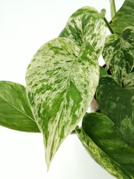 epipremnum-marble-queen-15-cm-kod-produktu-105984