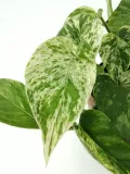 epipremnum-marble-queen-15-cm-kod-produktu-105984