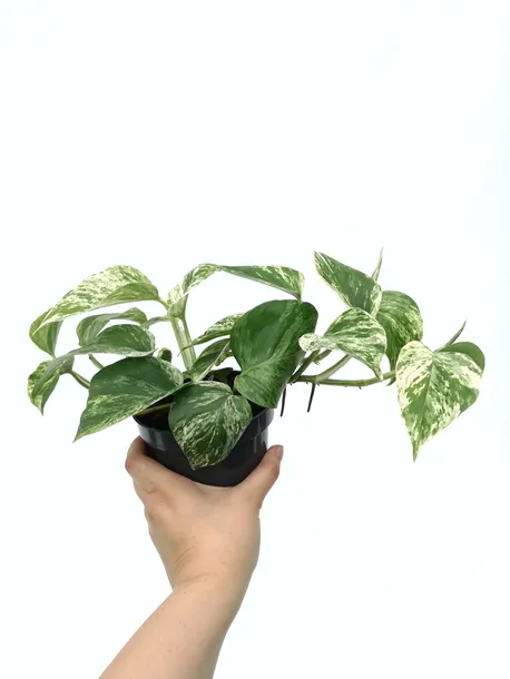 epipremnum-marble-queen-15-cm-rodzaj-rosliny-rosliny-zielone-roslina-w-postaci-inna