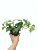 epipremnum-marble-queen-15-cm-rodzaj-rosliny-rosliny-zielone-roslina-w-postaci-inna