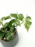 epipremnum-marble-queen-15-cm-rodzaj-rosliny-rosliny-zielone-kod-produktu-105984