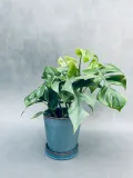 monstera-minima-28-cm