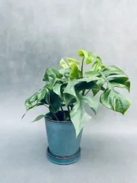 monstera-minima-28-cm