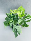 monstera-minima-28-cm-rodzaj-rosliny-rosliny-zielone