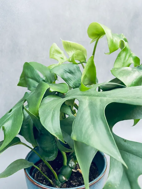 monstera-minima-28-cm-roslina-w-postaci-inna