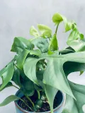 monstera-minima-28-cm-roslina-w-postaci-inna
