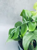 monstera-minima-28-cm-kod-produktu-22681