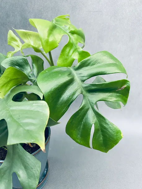 monstera-minima-28-cm-rodzaj-rosliny-rosliny-zielone-roslina-w-postaci-inna