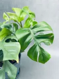 monstera-minima-28-cm-rodzaj-rosliny-rosliny-zielone-roslina-w-postaci-inna