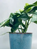 monstera-minima-28-cm-rodzaj-rosliny-rosliny-zielone-kod-produktu-22681