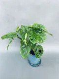 monstera-adansonii-monkey-mask-75-cm