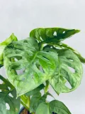 monstera-adansonii-monkey-mask-75-cm-rodzaj-rosliny-rosliny-zielone