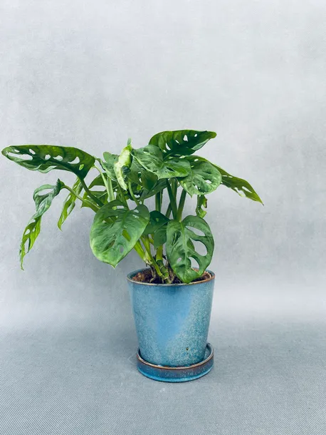 monstera-adansonii-monkey-mask-75-cm-roslina-w-postaci-sadzonka-w-pojemniku-2-3l