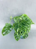 monstera-adansonii-monkey-mask-75-cm-rodzaj-rosliny-rosliny-zielone-roslina-w-postaci-sadzonka-w-pojemniku-2-3l