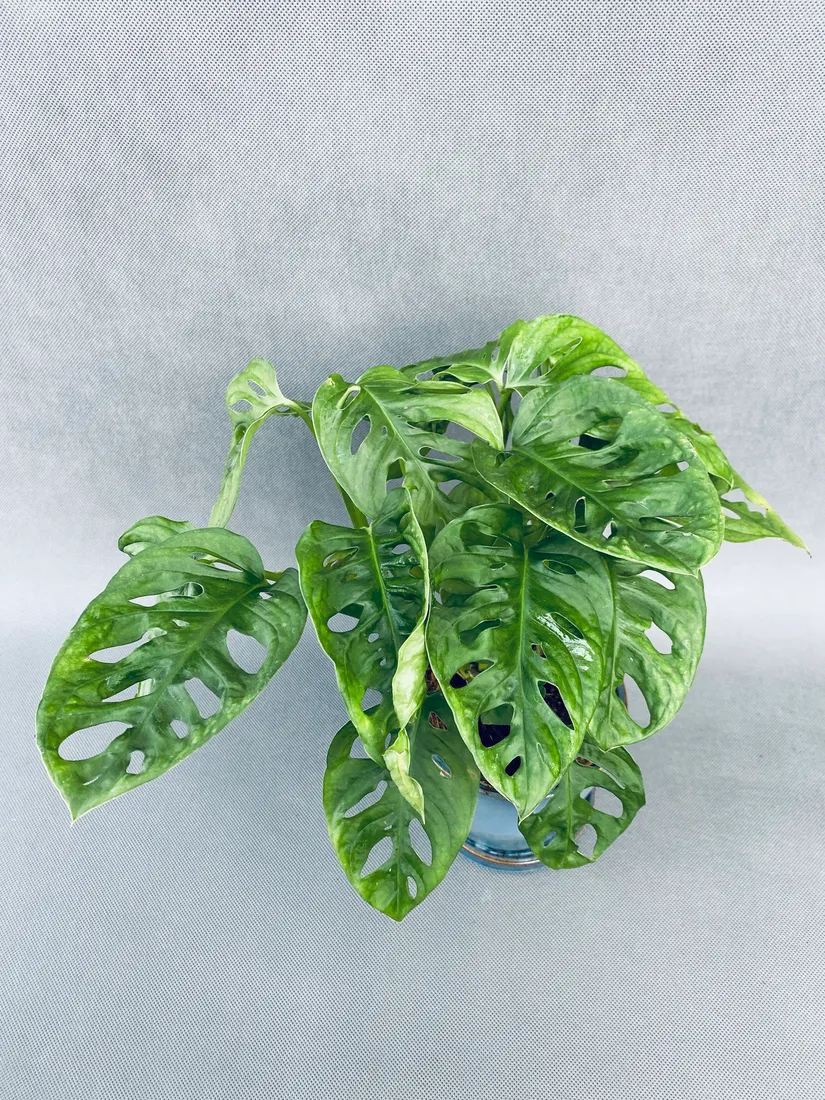 monstera-adansonii-monkey-mask-75-cm