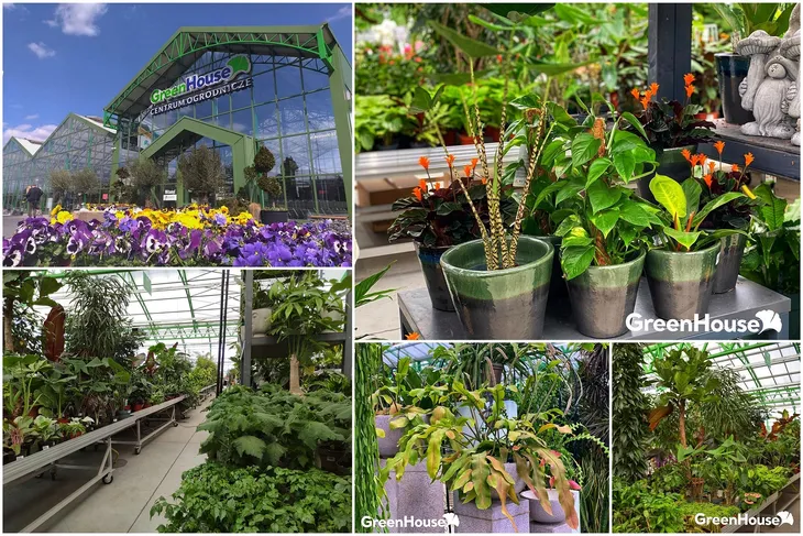 monstera-minima-on-moss-pole-110-cm-roslina-w-postaci-sadzonka-w-pojemniku-3-5l-rodzaj-rosliny-rosliny-zielone