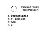 monstera-minima-on-moss-pole-110-cm-kod-produktu-23173-rodzaj-rosliny-rosliny-zielone