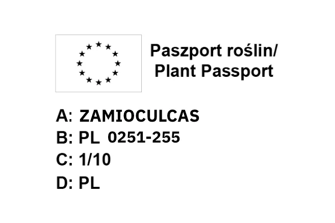 monstera-minima-on-moss-pole-110-cm