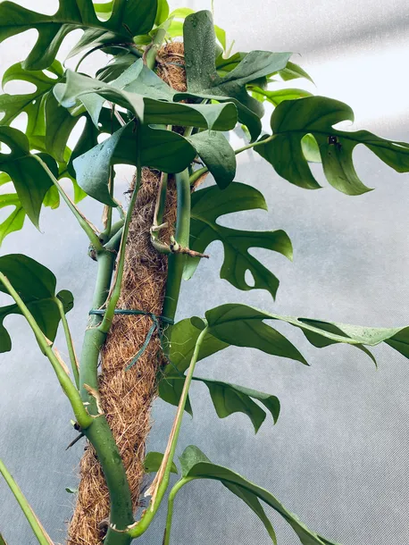 monstera-deliciosa-piccolo-80-cm