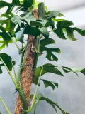 monstera-deliciosa-piccolo-80-cm