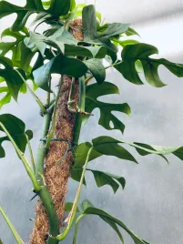 monstera-deliciosa-piccolo-80-cm