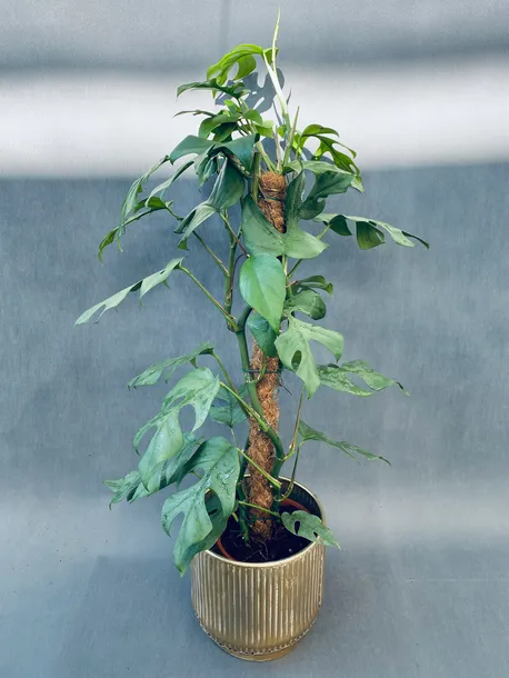 monstera-deliciosa-piccolo-80-cm-rodzaj-rosliny-rosliny-zielone