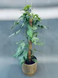 monstera-deliciosa-piccolo-80-cm-rodzaj-rosliny-rosliny-zielone
