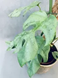 monstera-deliciosa-piccolo-80-cm-roslina-w-postaci-sadzonka-w-pojemniku-2-3l