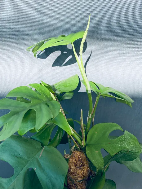 monstera-deliciosa-piccolo-80-cm-kod-produktu-23028