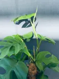 monstera-deliciosa-piccolo-80-cm-kod-produktu-23028
