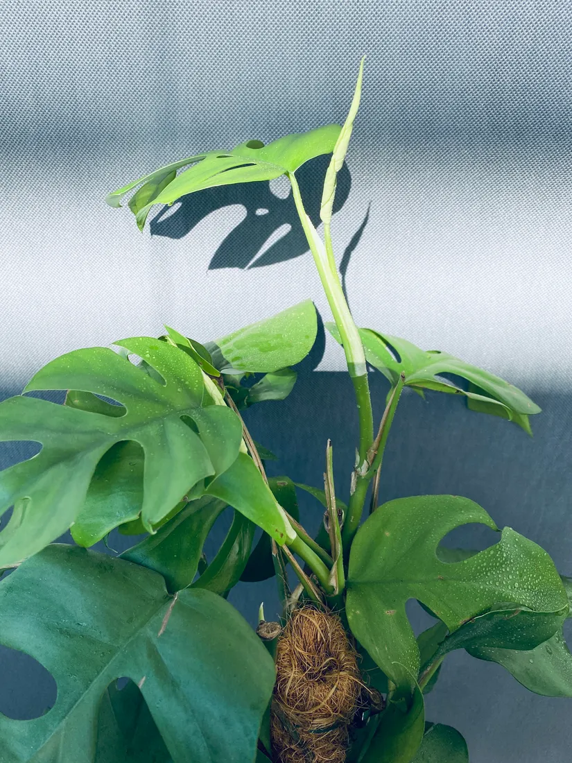 monstera-deliciosa-piccolo-80-cm-rodzaj-rosliny-rosliny-zielone