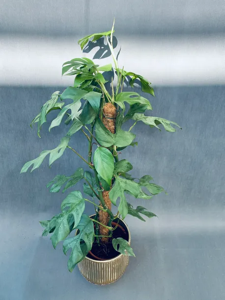 monstera-deliciosa-piccolo-80-cm-rodzaj-rosliny-rosliny-zielone-roslina-w-postaci-sadzonka-w-pojemniku-2-3l