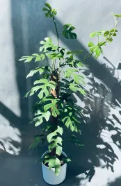 monstera-minima-on-moss-pole-110-cm