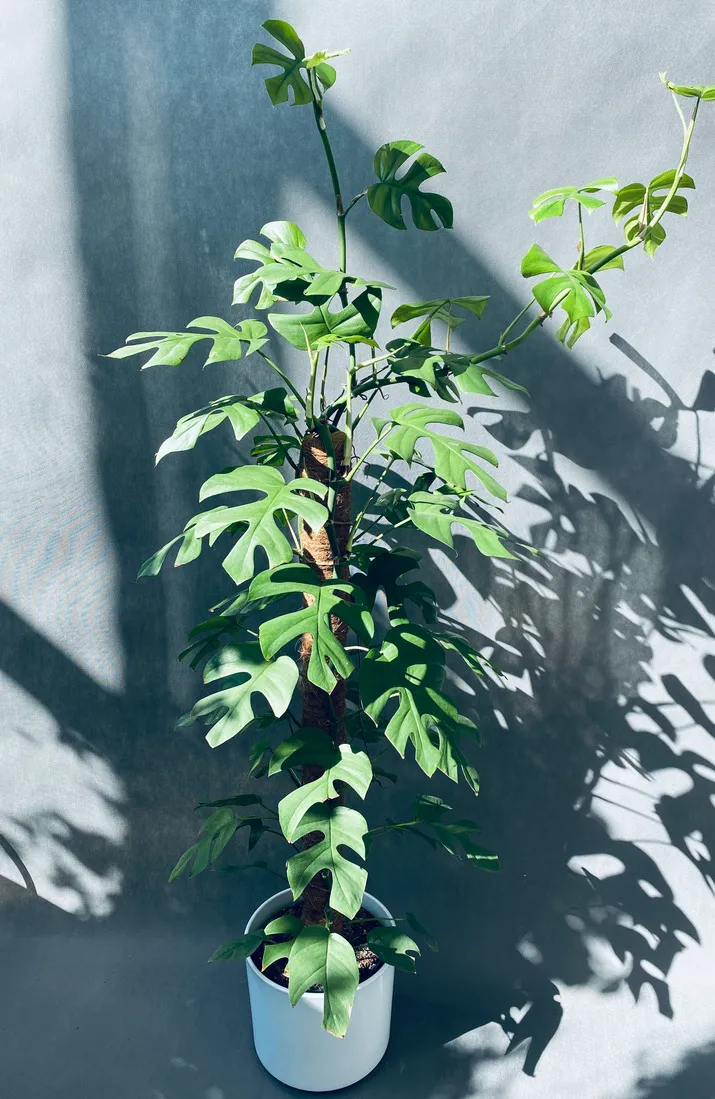 monstera-minima-on-moss-pole-110-cm