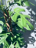 monstera-minima-on-moss-pole-110-cm-rodzaj-rosliny-rosliny-zielone