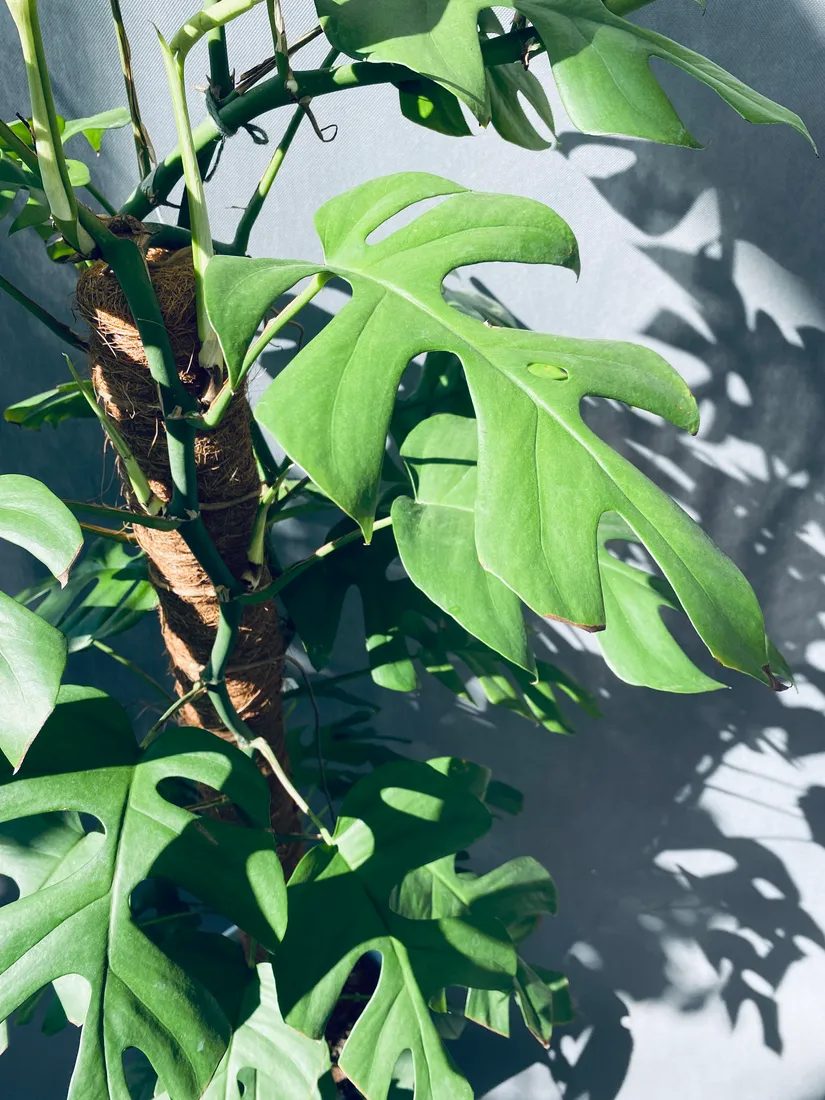 monstera-minima-on-moss-pole-110-cm