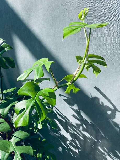 monstera-minima-on-moss-pole-110-cm-roslina-w-postaci-sadzonka-w-pojemniku-3-5l