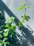 monstera-minima-on-moss-pole-110-cm-roslina-w-postaci-sadzonka-w-pojemniku-3-5l