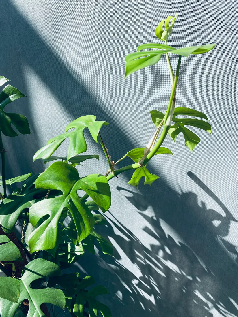 monstera-minima-on-moss-pole-110-cm