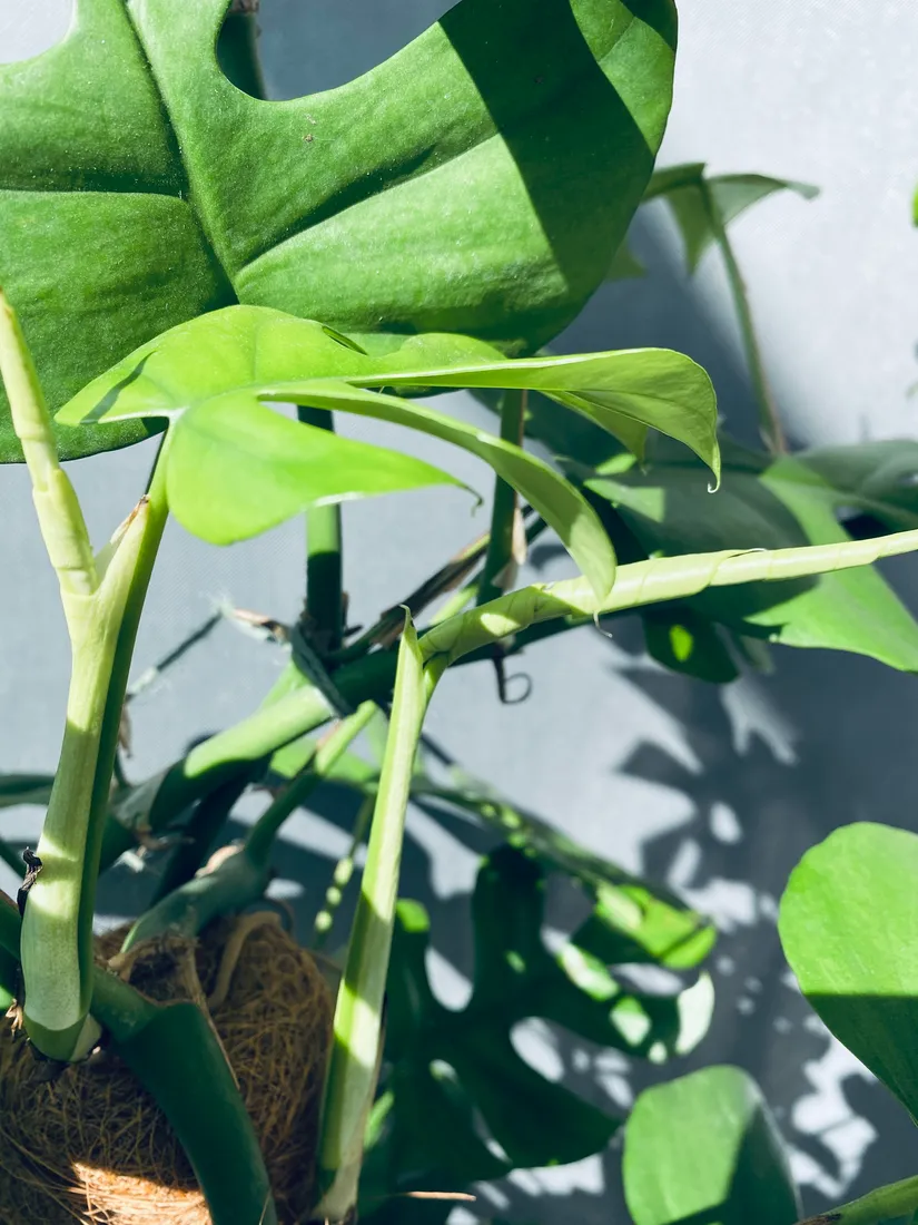 monstera-minima-on-moss-pole-110-cm-rodzaj-rosliny-rosliny-zielone