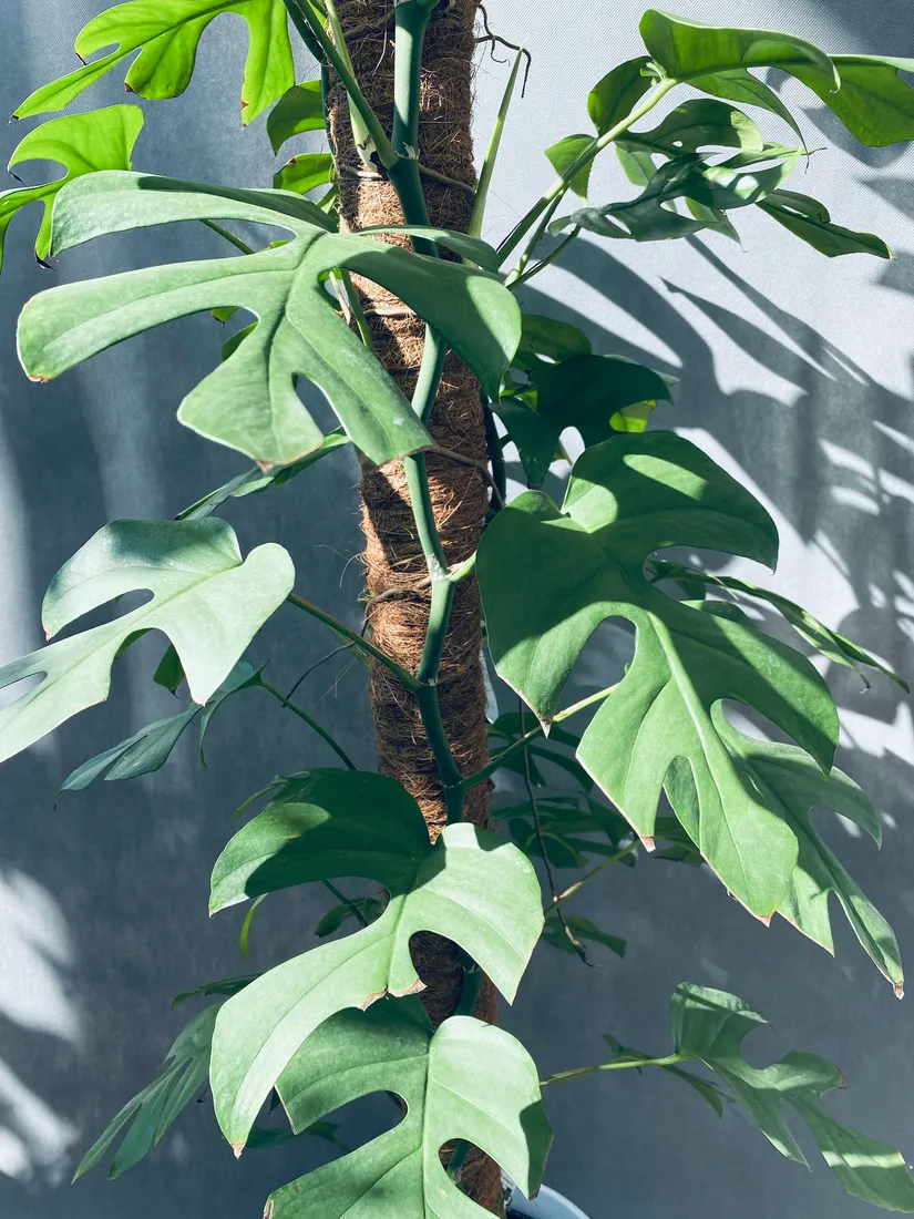 monstera-minima-on-moss-pole-110-cm