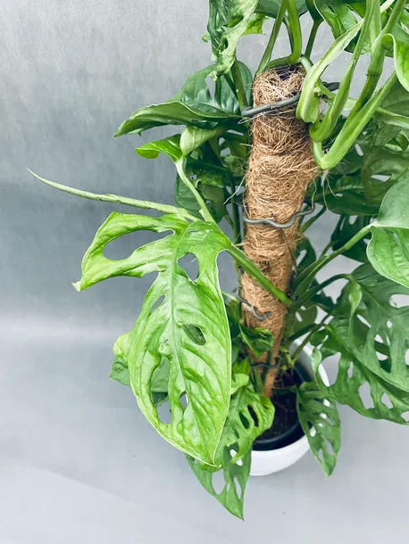 monstera-adansonii-moss-pole-60-cm