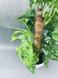 monstera-adansonii-moss-pole-60-cm