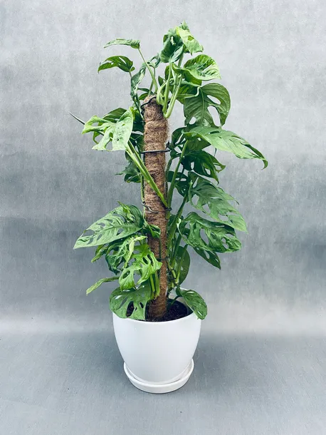 monstera-adansonii-moss-pole-60-cm-rodzaj-rosliny-rosliny-zielone