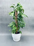 monstera-adansonii-moss-pole-60-cm-rodzaj-rosliny-rosliny-zielone