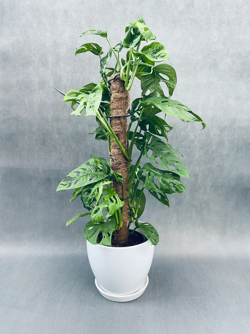 monstera-adansonii-moss-pole-60-cm