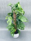 monstera-adansonii-moss-pole-60-cm-roslina-w-postaci-sadzonka-w-pojemniku-2-3l