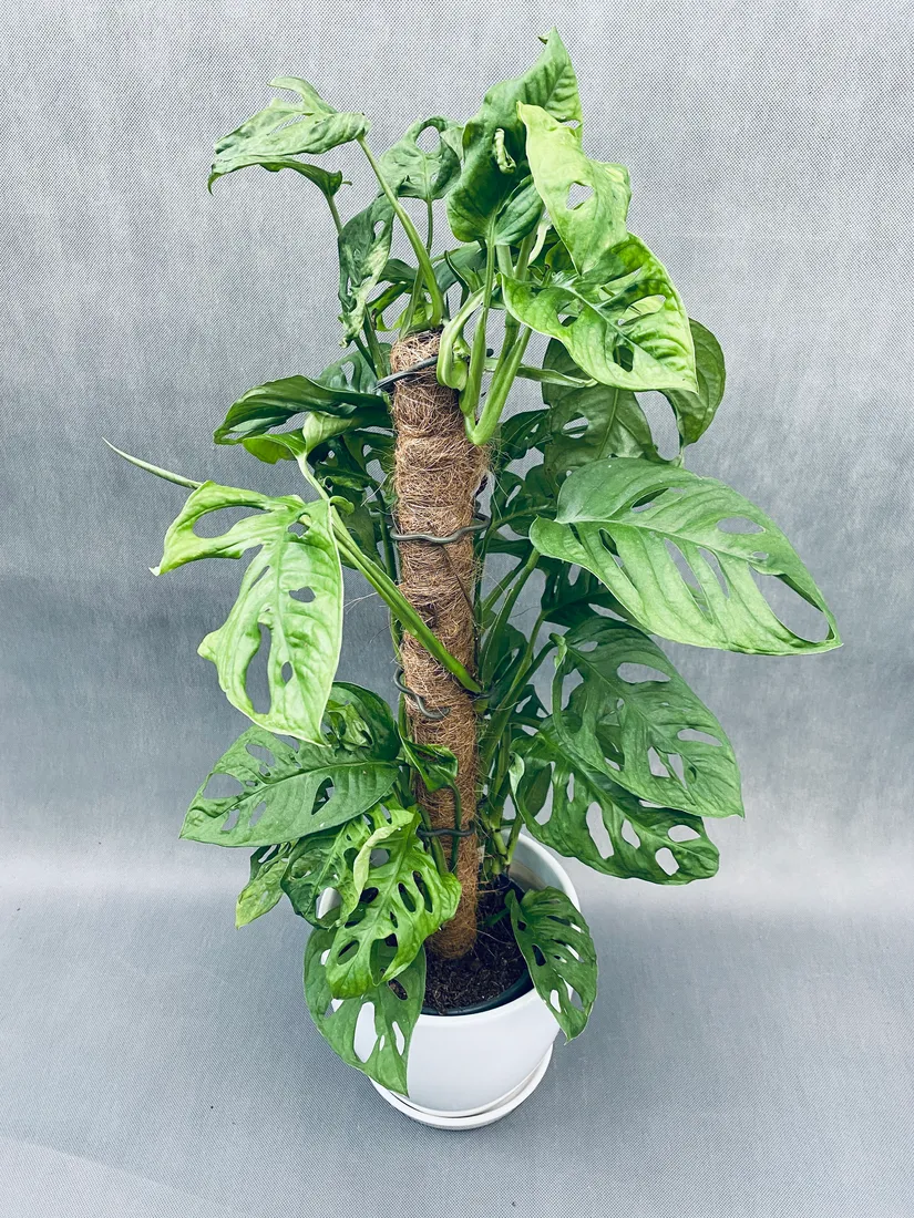 monstera-adansonii-moss-pole-60-cm