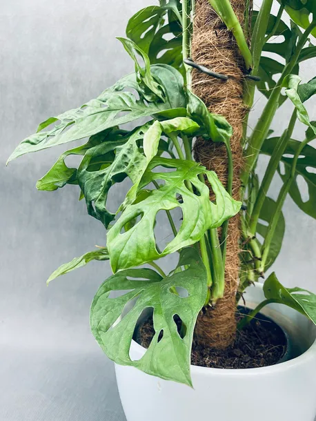 monstera-adansonii-moss-pole-60-cm-kod-produktu-23188