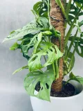 monstera-adansonii-moss-pole-60-cm-kod-produktu-23188